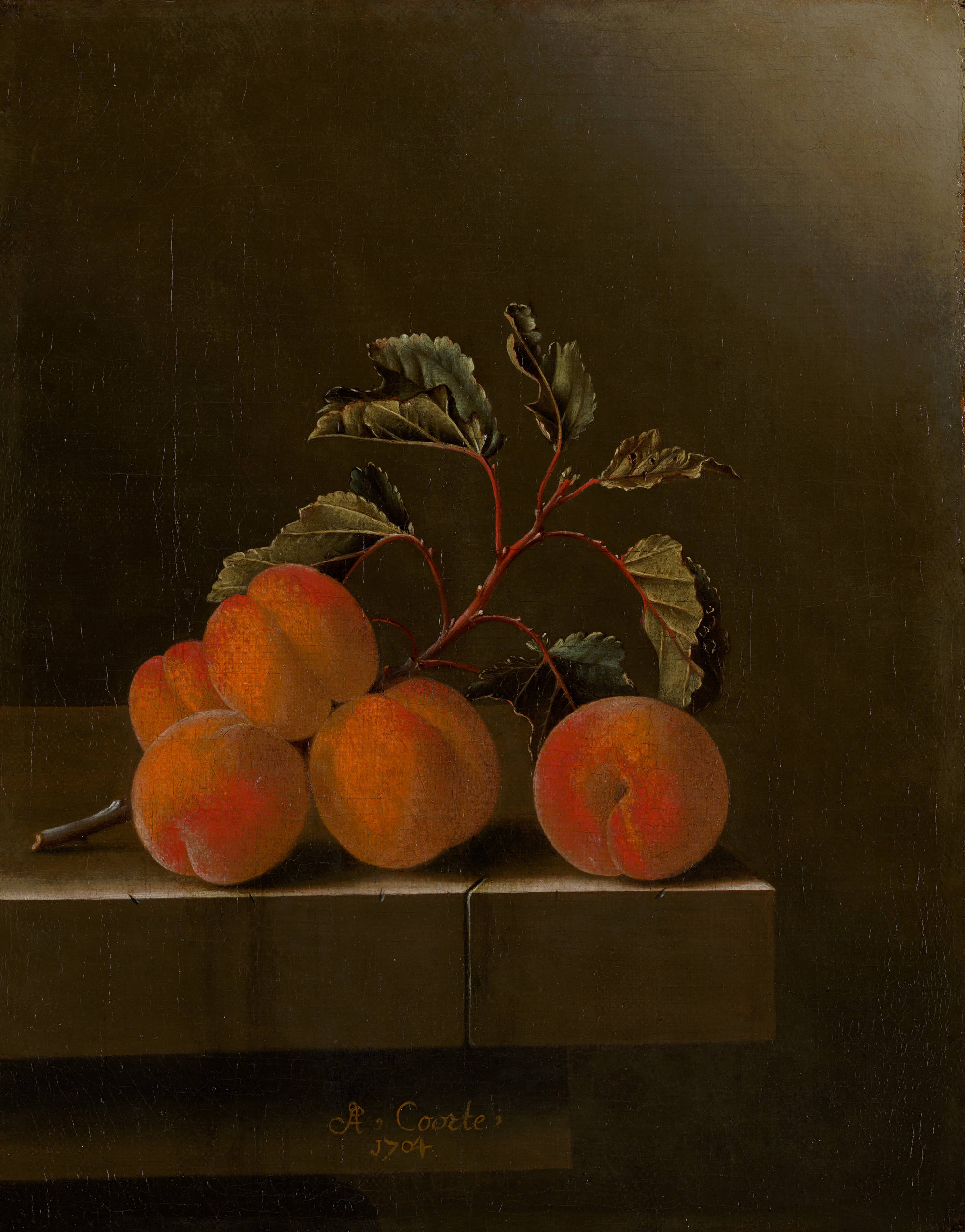 Adriaen Coorte  Stilleven met vijf abrikozen Still Life with Five Apricots